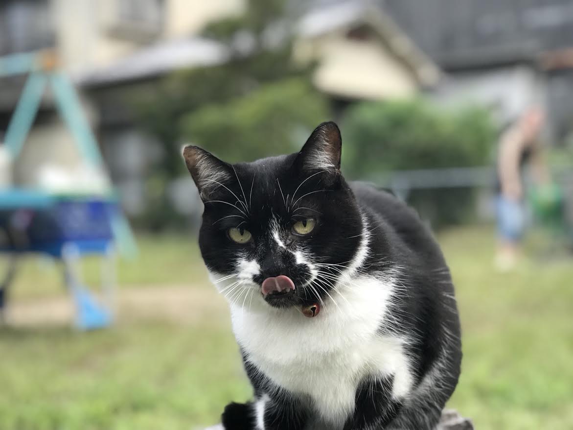 大竹市E様猫のココアちゃん