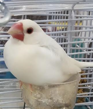 光市Ｋ様白文鳥の福くん