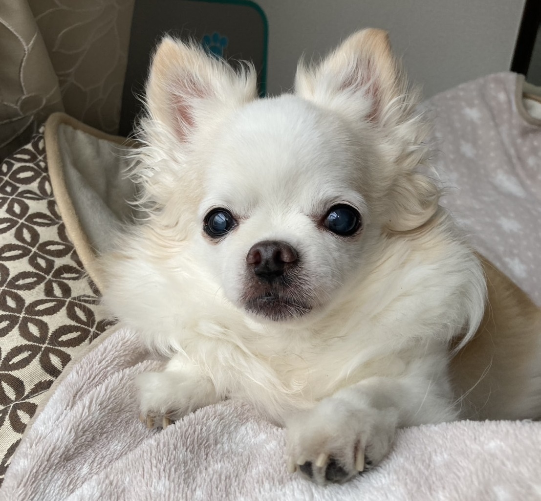 下松市N様チワワのミミカちゃん