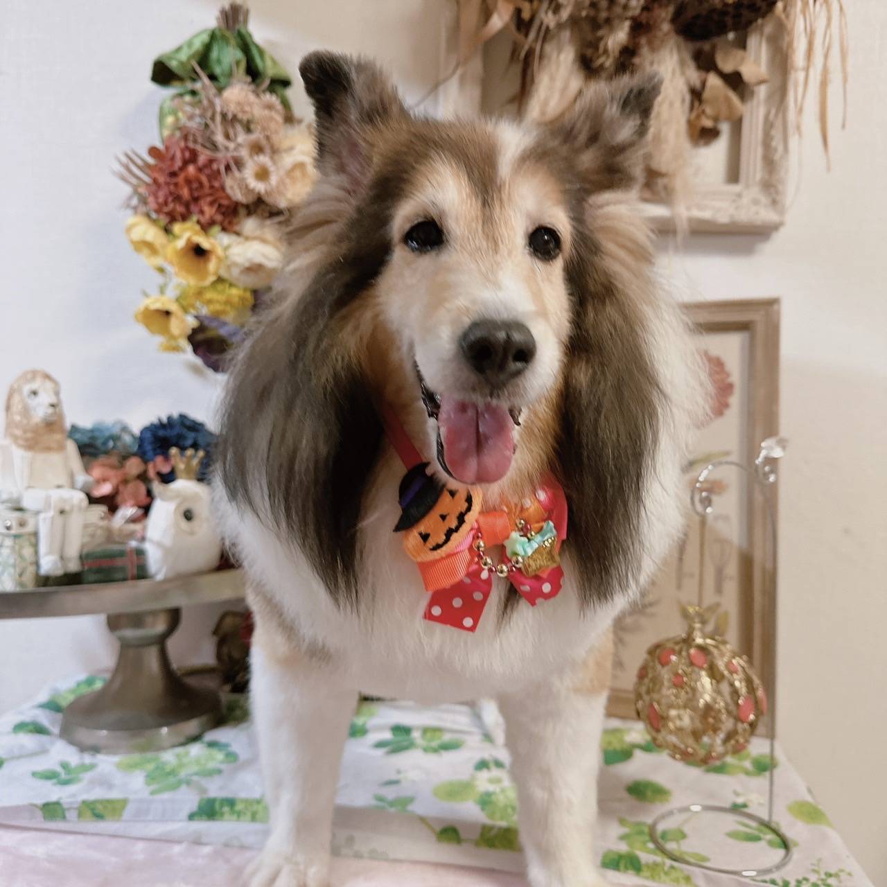光市K様シェットランドシープドッグのななちゃん