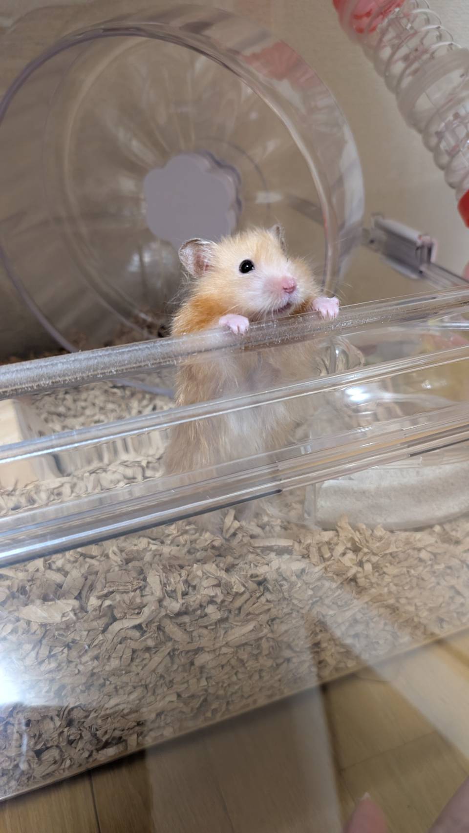 下松市T様ハムスターのこつぶちゃん