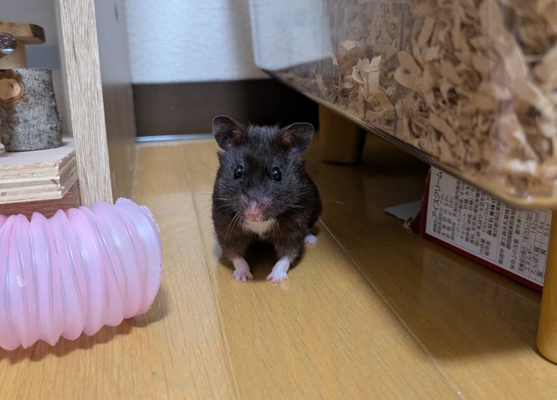 下松市Ｔ様ハムスターのショコラちゃん