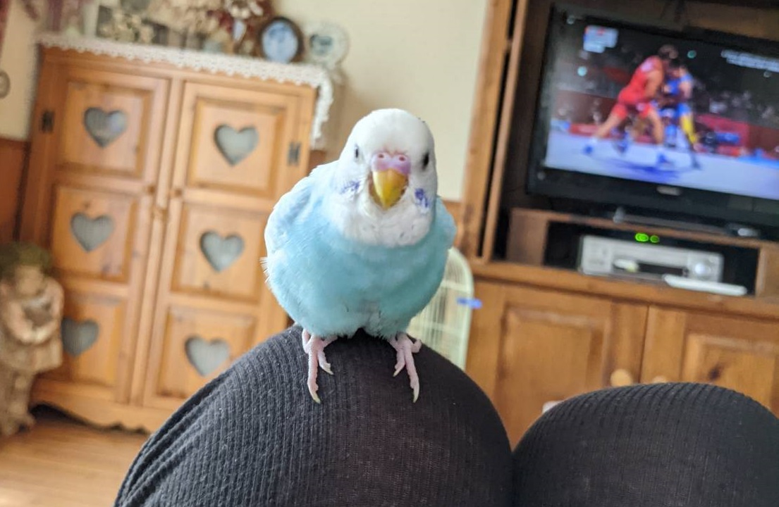 周南市T様セキセイインコのぴーぴーちゃん