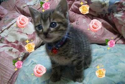 岩国市H様猫のジャムくん