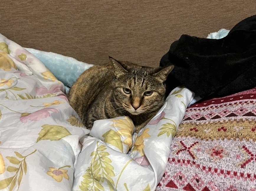 周南市A様猫のチョコちゃん