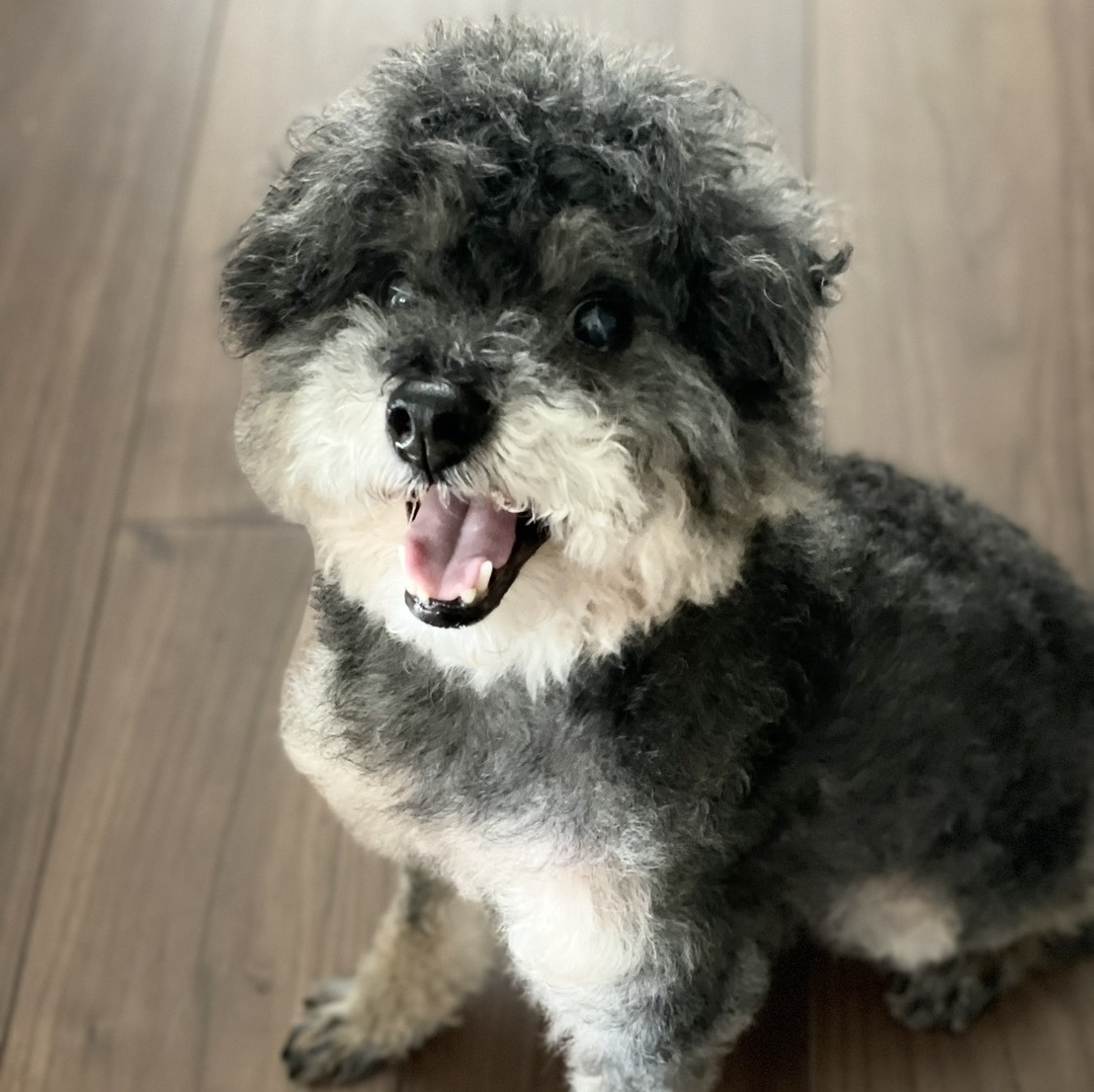 光市A様ダップーのピクくん