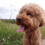 下松市M様トイプードルのアポロくん