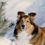 2月周南斎場供養祭ご案内