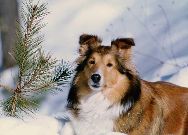 2月周南斎場供養祭ご案内
