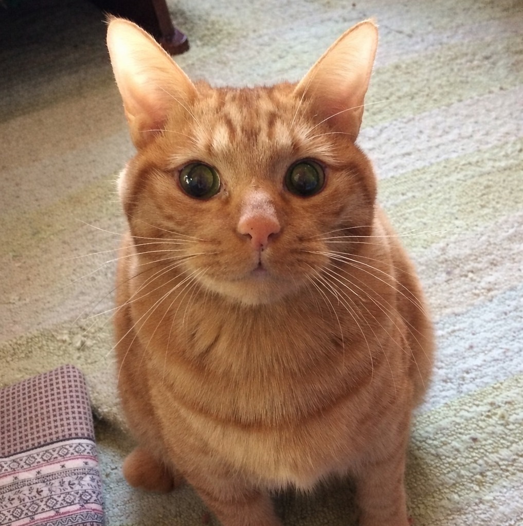 周南市A様猫まいけるくん