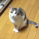 田布施町K様猫の小晴ちゃん