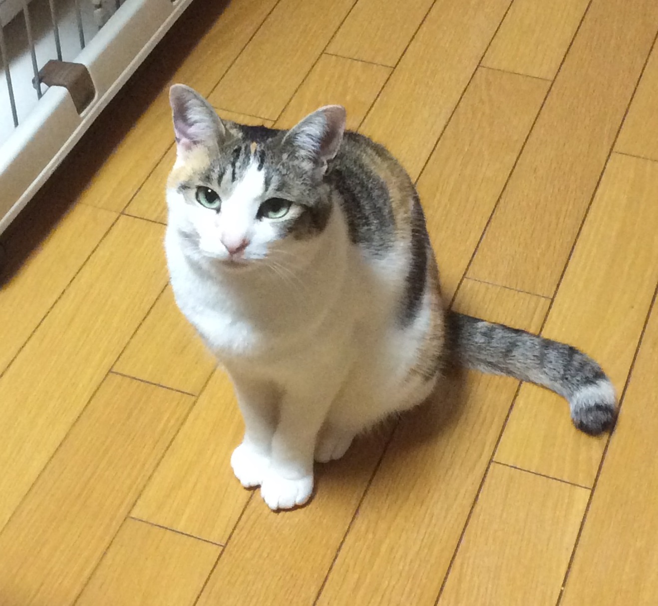 田布施町K様猫の小晴ちゃん