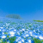 5月周南斎場供養祭ご案内