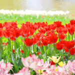 5月岩国斎場供養祭ご案内