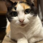 周南市Y様猫のメイちゃん